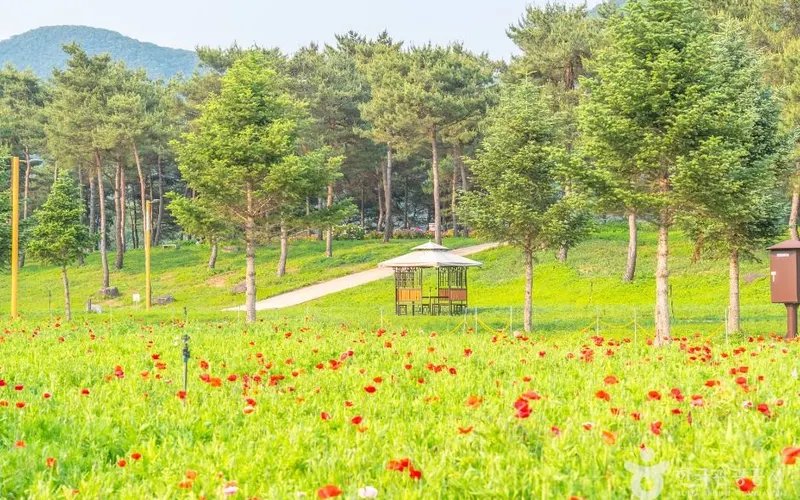 자라섬