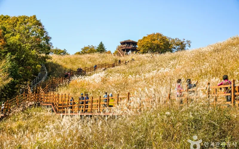 명성산억새밭
