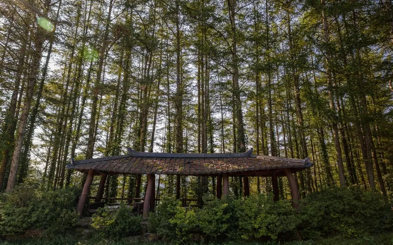 몰운대(정선)