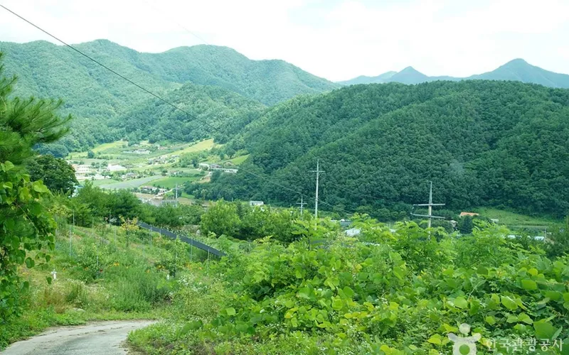 기우산(정선)