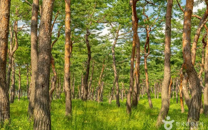 공주 고마나루