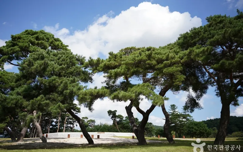 경주 나정
