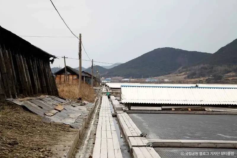 곰소염전