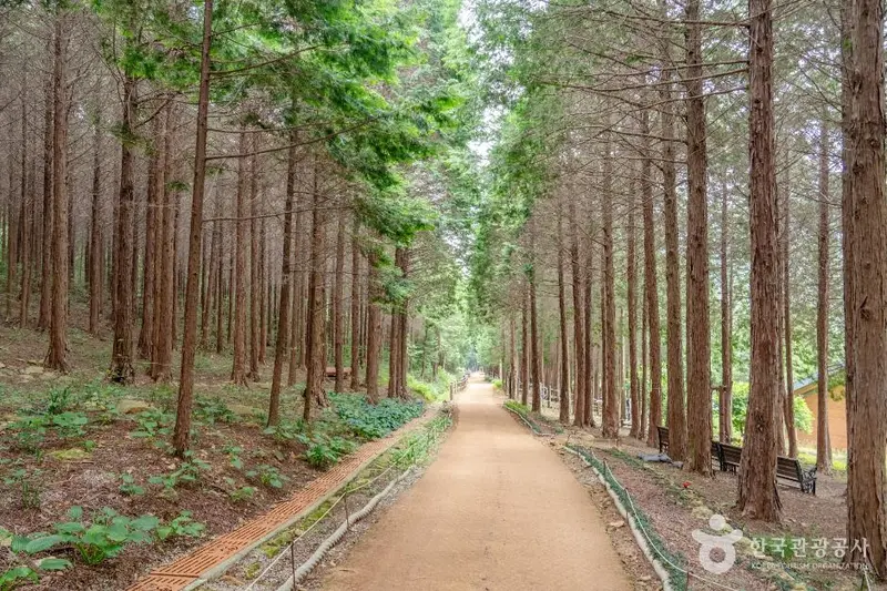 팔영산 편백 치유의 숲