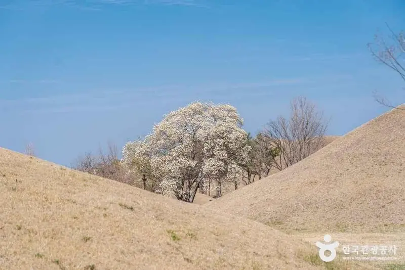 대릉원